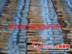 北蟲(chóng)草與蛹蟲(chóng)草 細(xì)長(zhǎng)圓柱形柄食用菌菌種的進(jìn)出口現(xiàn)狀