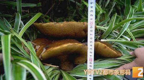 花臺驚現(xiàn)15公斤巨型牛肝菌，食用菌菌種進(jìn)出口迎來新機(jī)遇