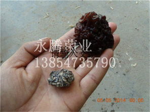 木耳、白木耳與食用菌菌種 從生產(chǎn)到貿(mào)易——以魚臺縣永騰榆耳銷售部為例