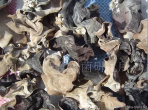 木耳菌種與食用菌菌種的國際貿(mào)易 機(jī)遇、挑戰(zhàn)與規(guī)范路徑