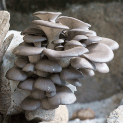 菌豐食用菌 平菇菌種購買新指南與產(chǎn)業(yè)進出口新出路