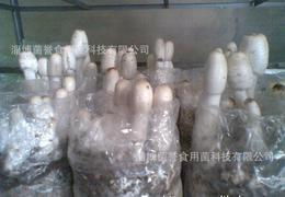 食用菌菌種供應全攻略 從批發、價格到進出口的詳細指南