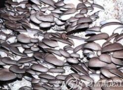 中盛永基 食用菌菌種進出口與加盟商發展分析