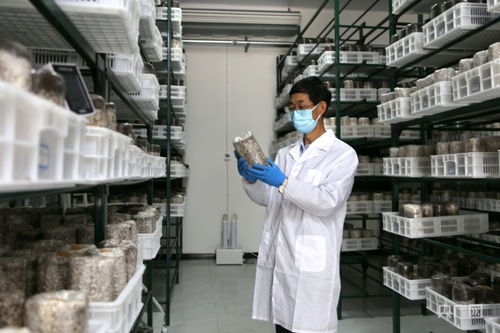 慶陽食用菌基地自主研發液體菌種獲突破，成功實現首次接種