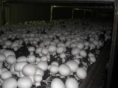 山東食用菌菌種的產業中心 濟陽縣的進出口貿易與行業發展